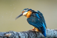 9664 Alcedo atthis (Martin pescatore)